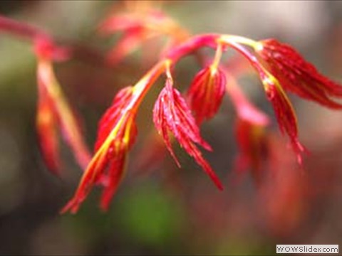 Japanischer Ahorn 
